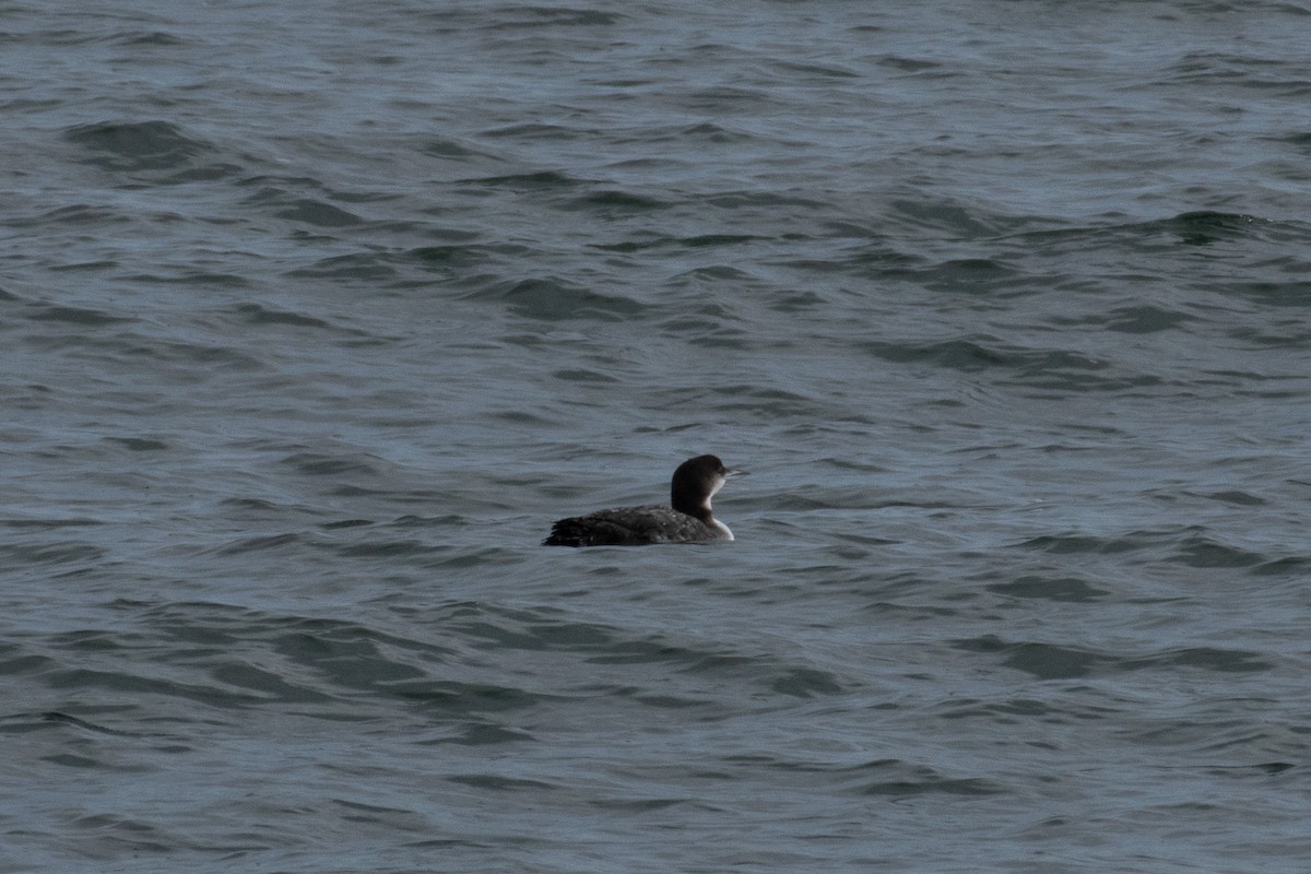 Common Loon - ML645034431