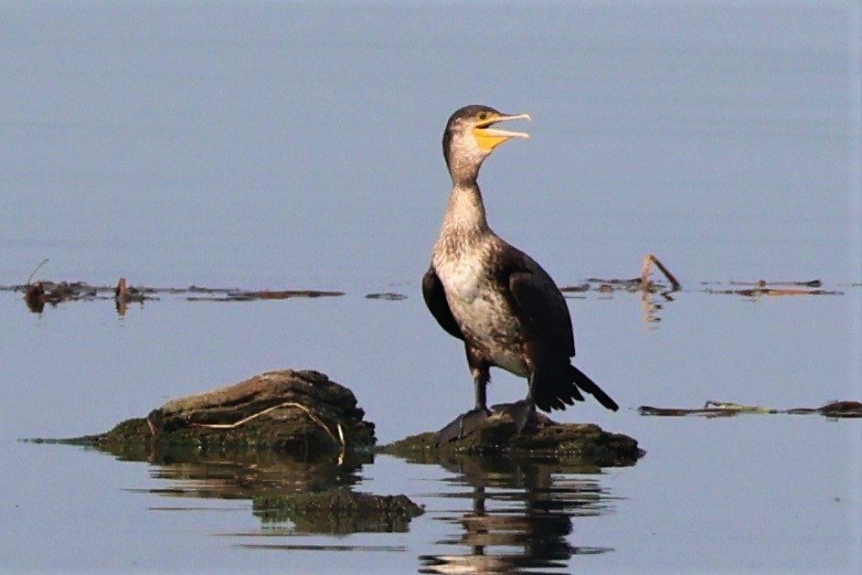 kormorán velký - ML645034434