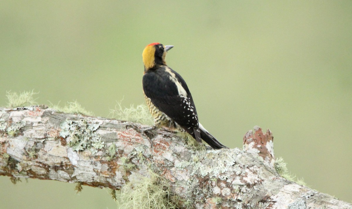 Golden-naped Woodpecker - ML645034456