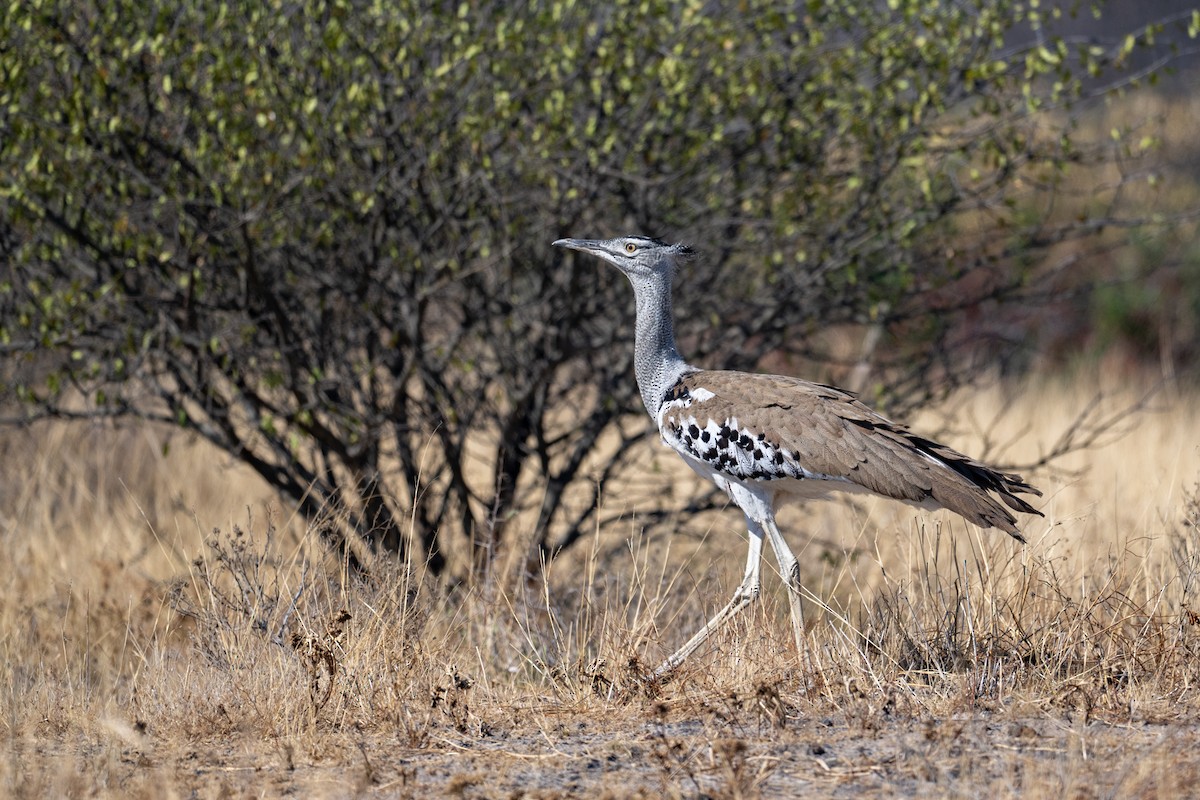 Дрофа-кори - ML645034457