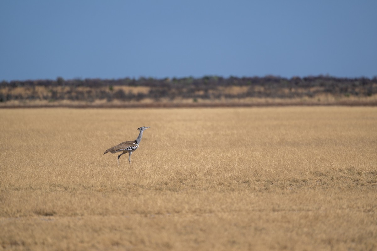 Дрофа-кори - ML645034458