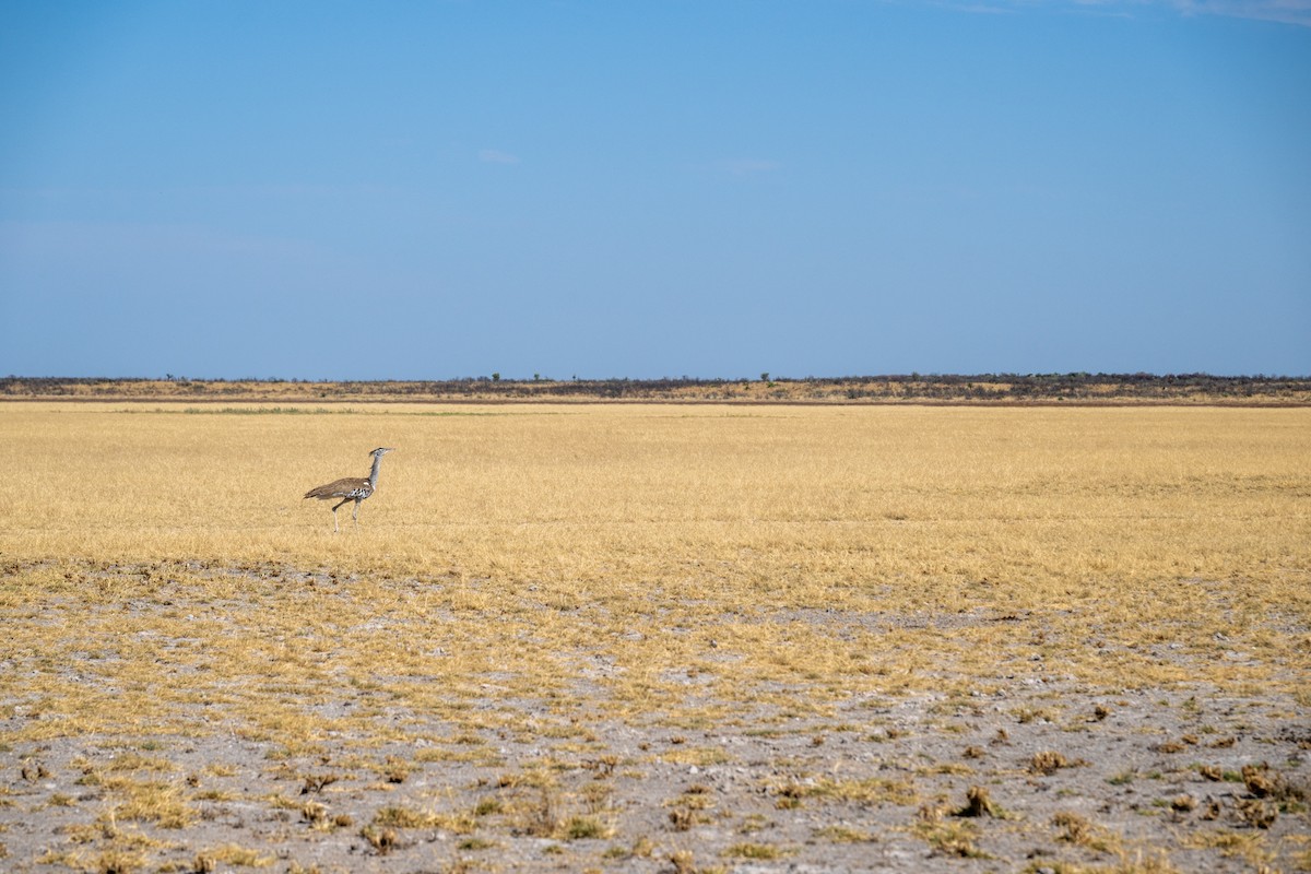 Дрофа-кори - ML645034459