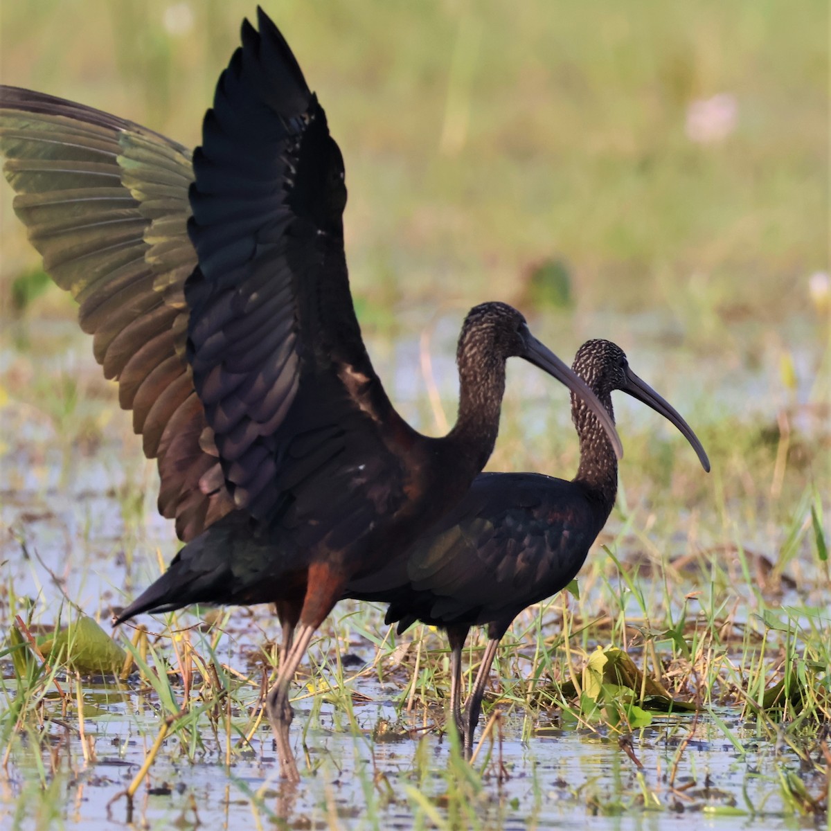 ibis hnědý - ML645034467