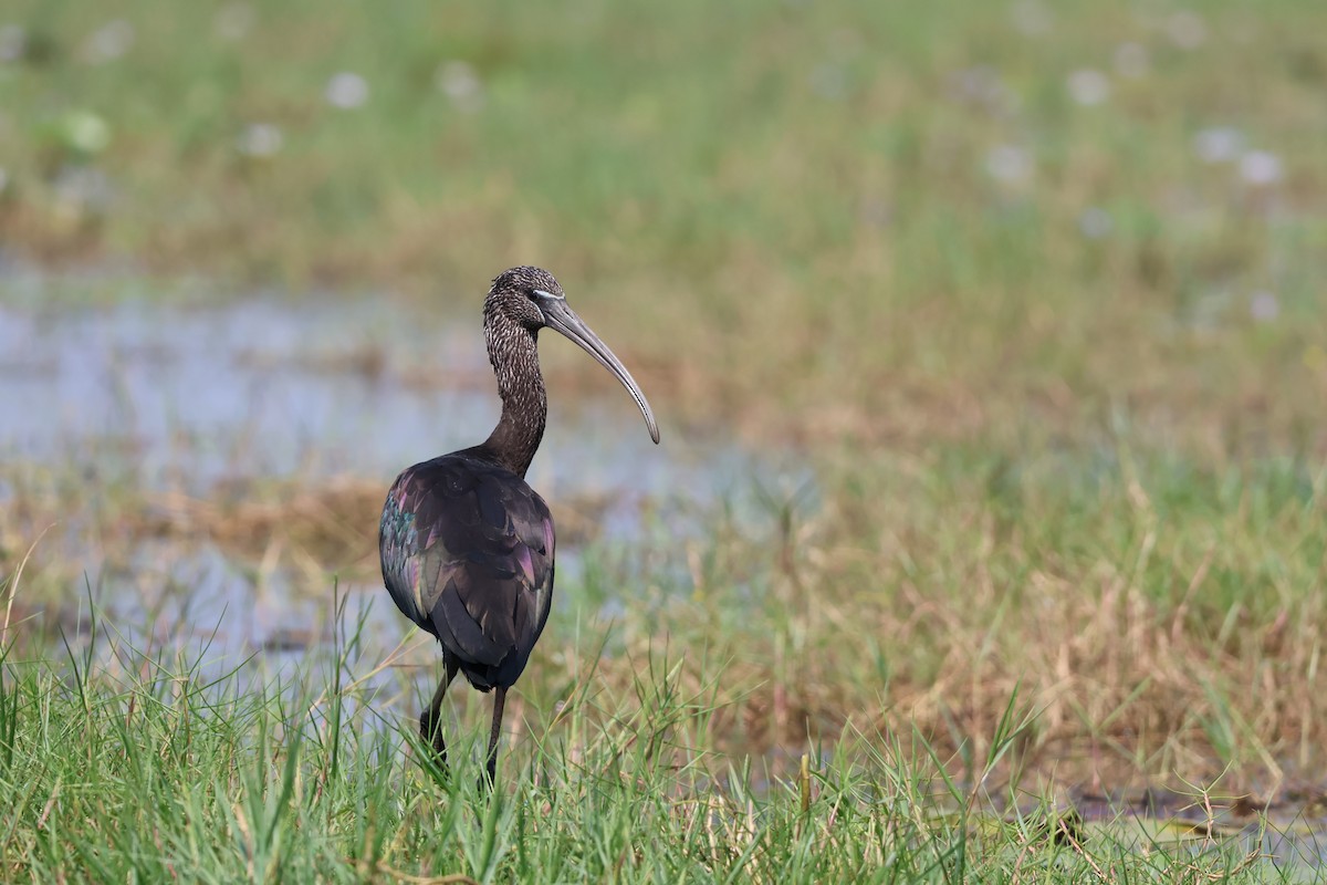 ibis hnědý - ML645034469