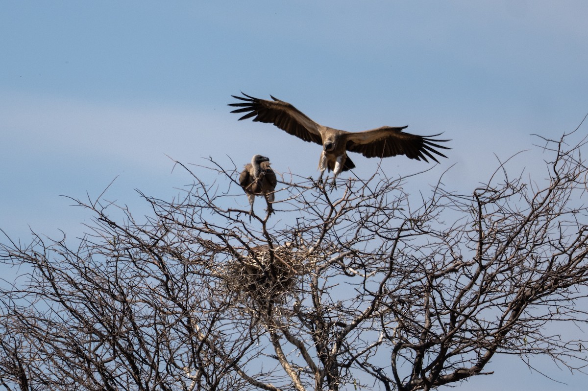 White-backed Vulture - ML645034470