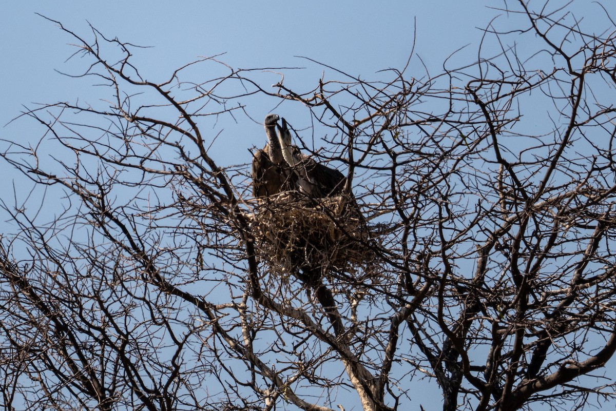 White-backed Vulture - ML645034471