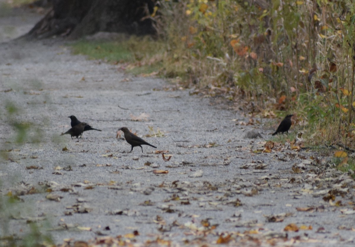 Rusty Blackbird - ML645034477