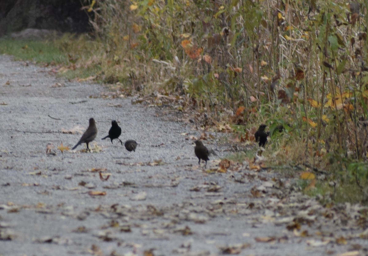 Rusty Blackbird - ML645034478