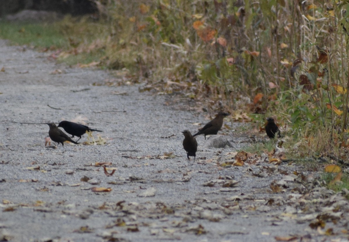 Rusty Blackbird - ML645034479