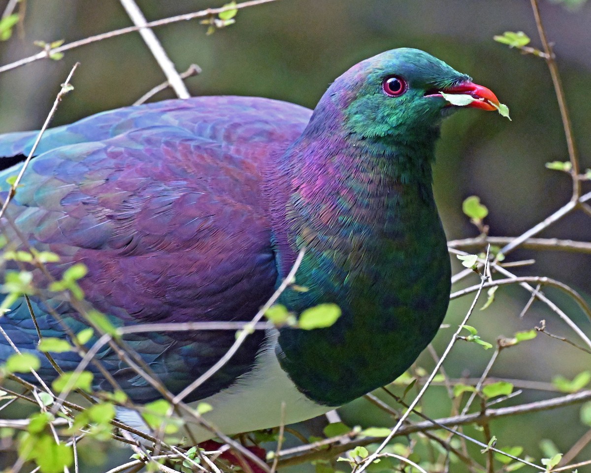 New Zealand Pigeon - ML645034482