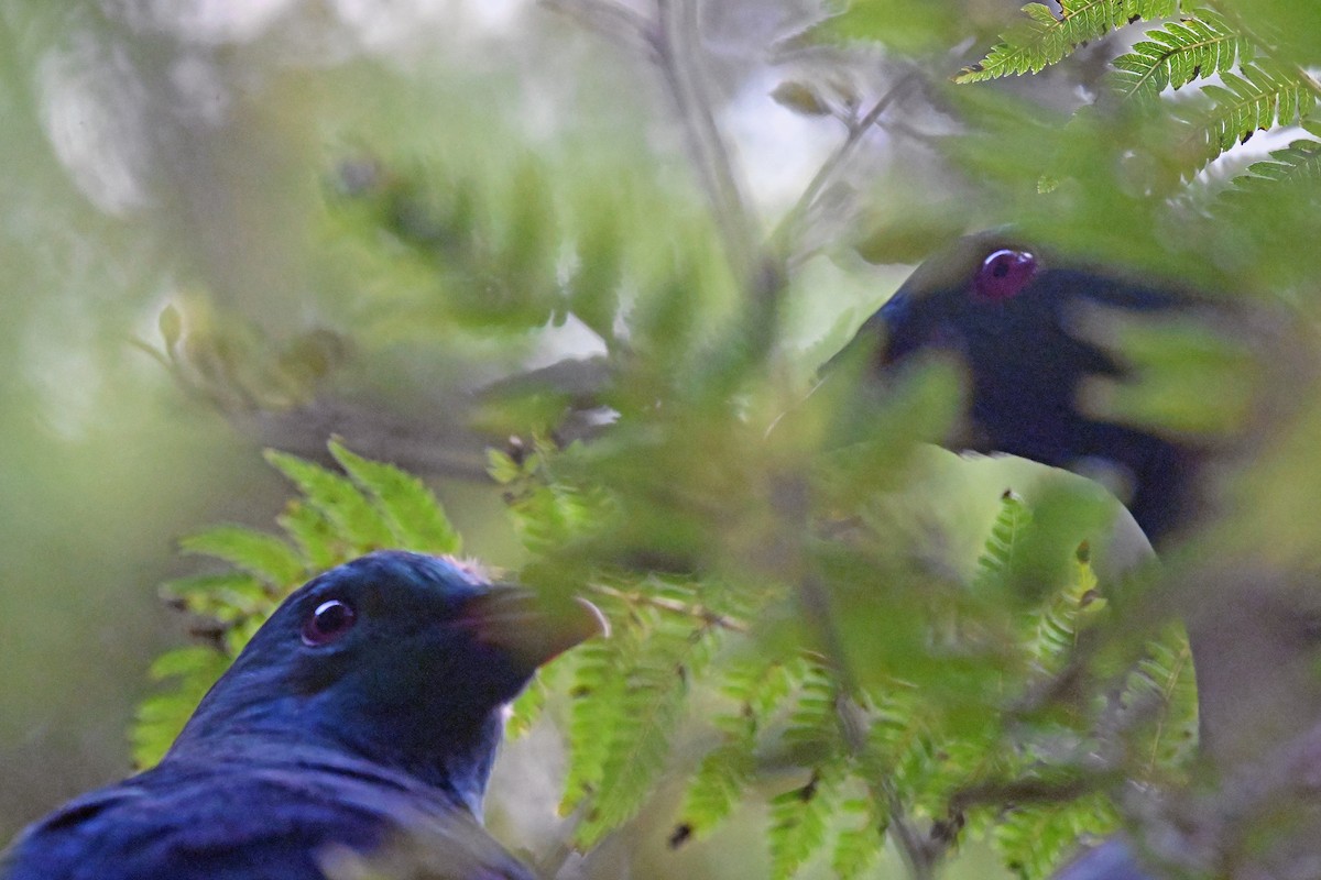 New Zealand Pigeon - ML645034484