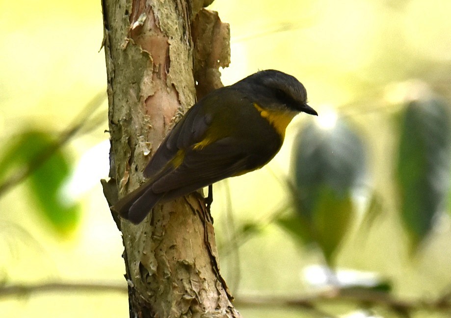 Королець жовтий - ML645034485