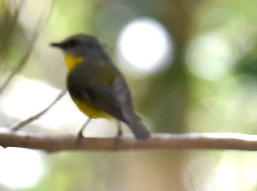 Королець жовтий - ML645034486