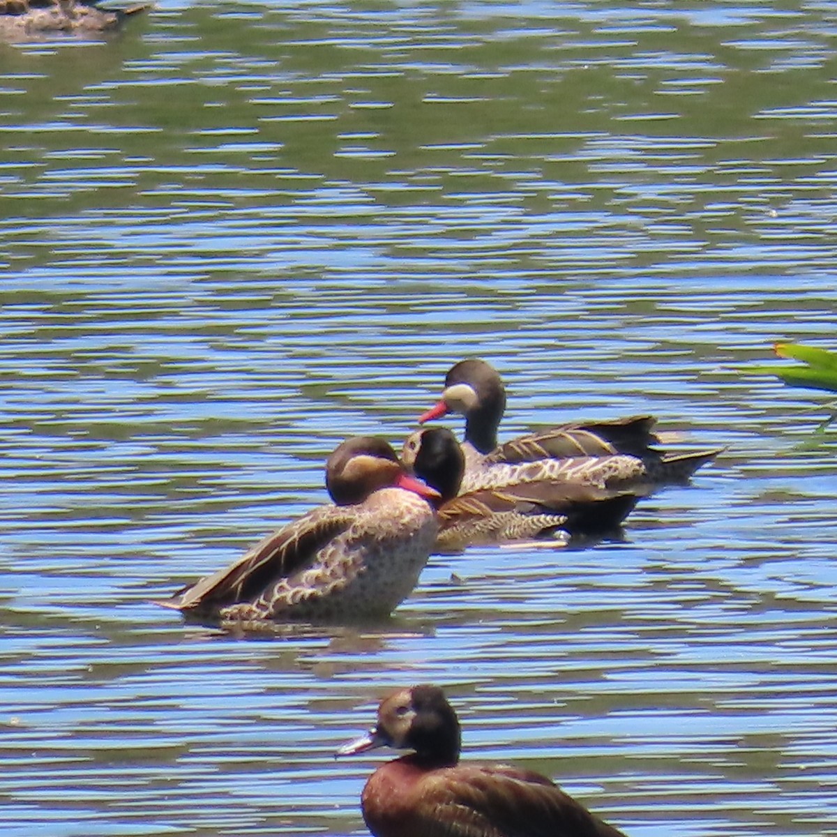 Ánade Piquirrojo - ML645034487