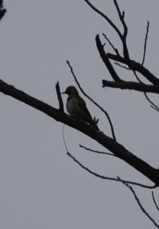 Northern Flicker - ML645034488