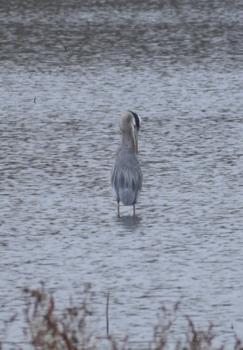 Great Blue Heron - ML645034508