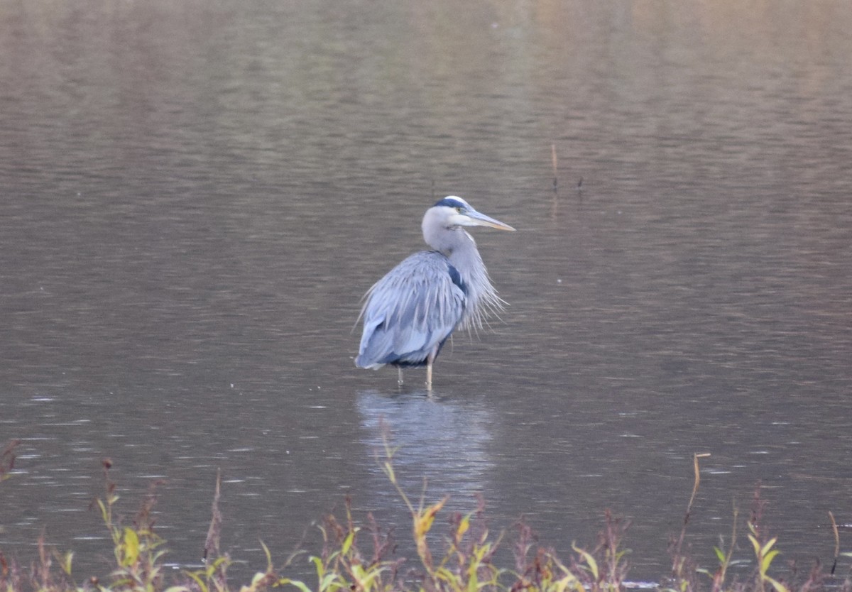 Great Blue Heron - ML645034509