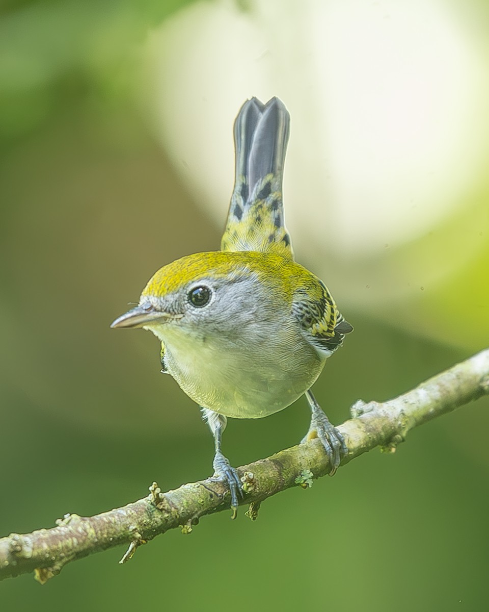 ワキチャアメリカムシクイ - ML645034519