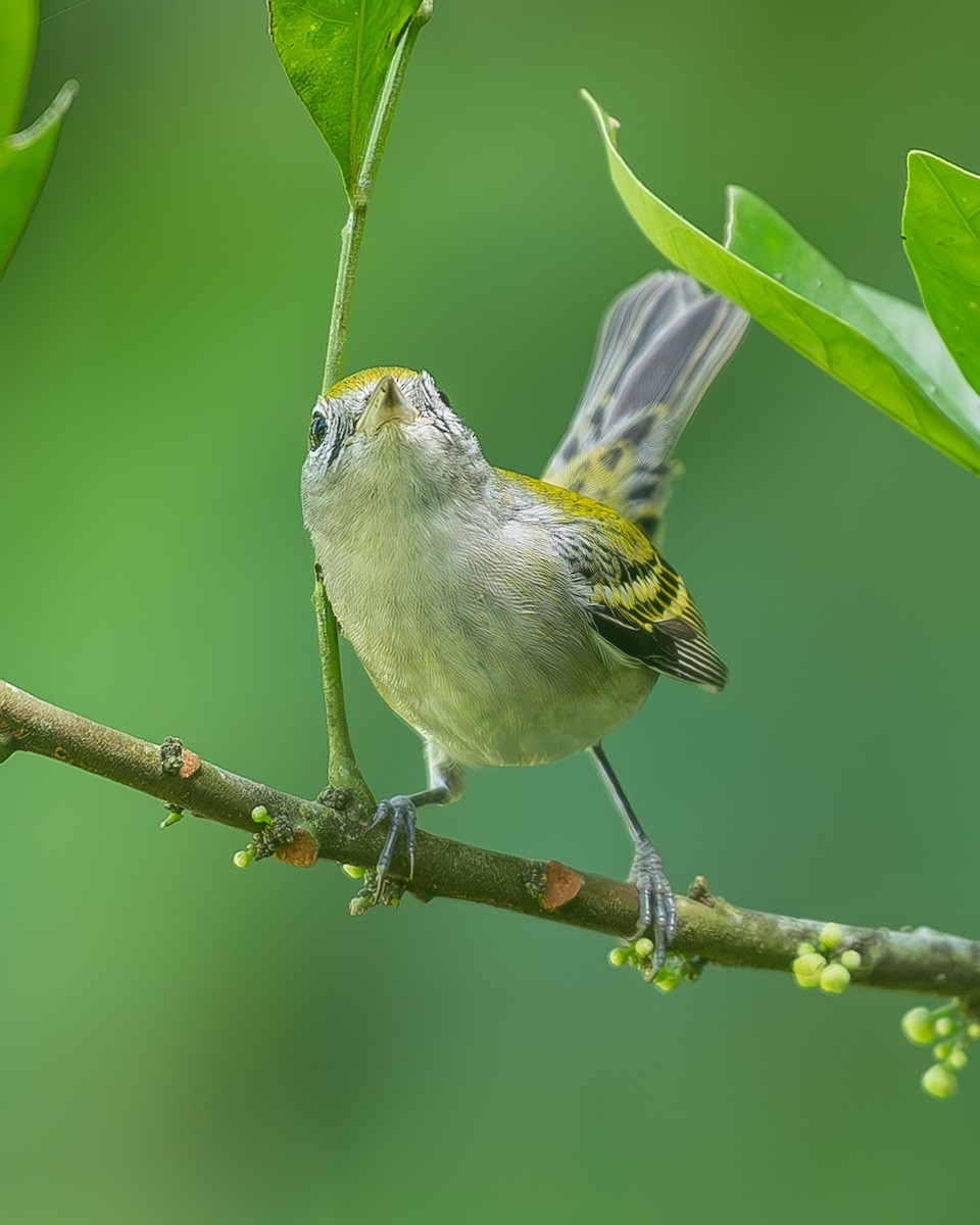 ワキチャアメリカムシクイ - ML645034520