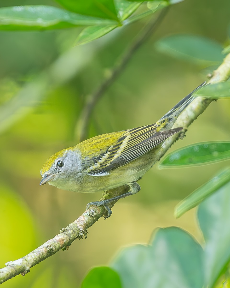 ワキチャアメリカムシクイ - ML645034522