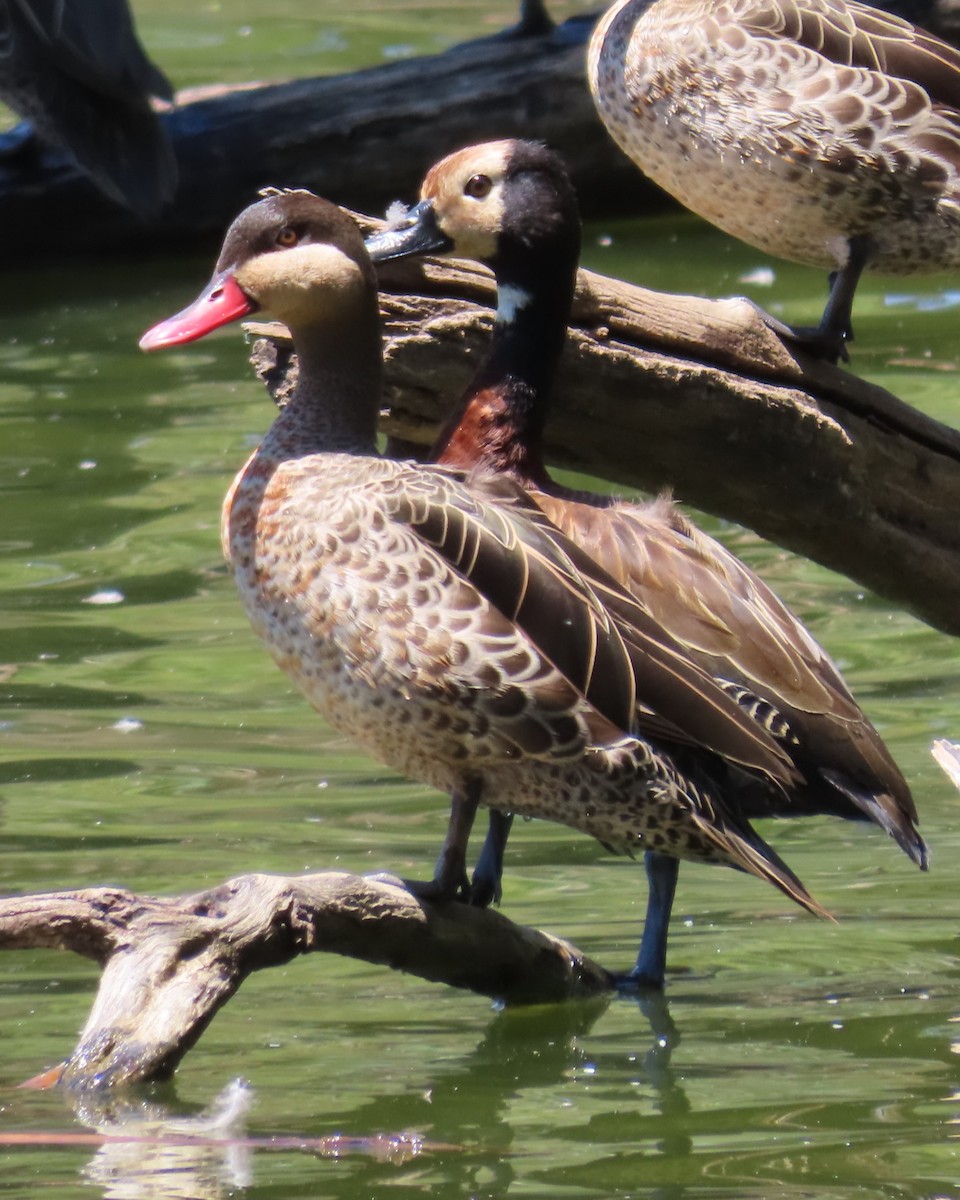 Ánade Piquirrojo - ML645034527