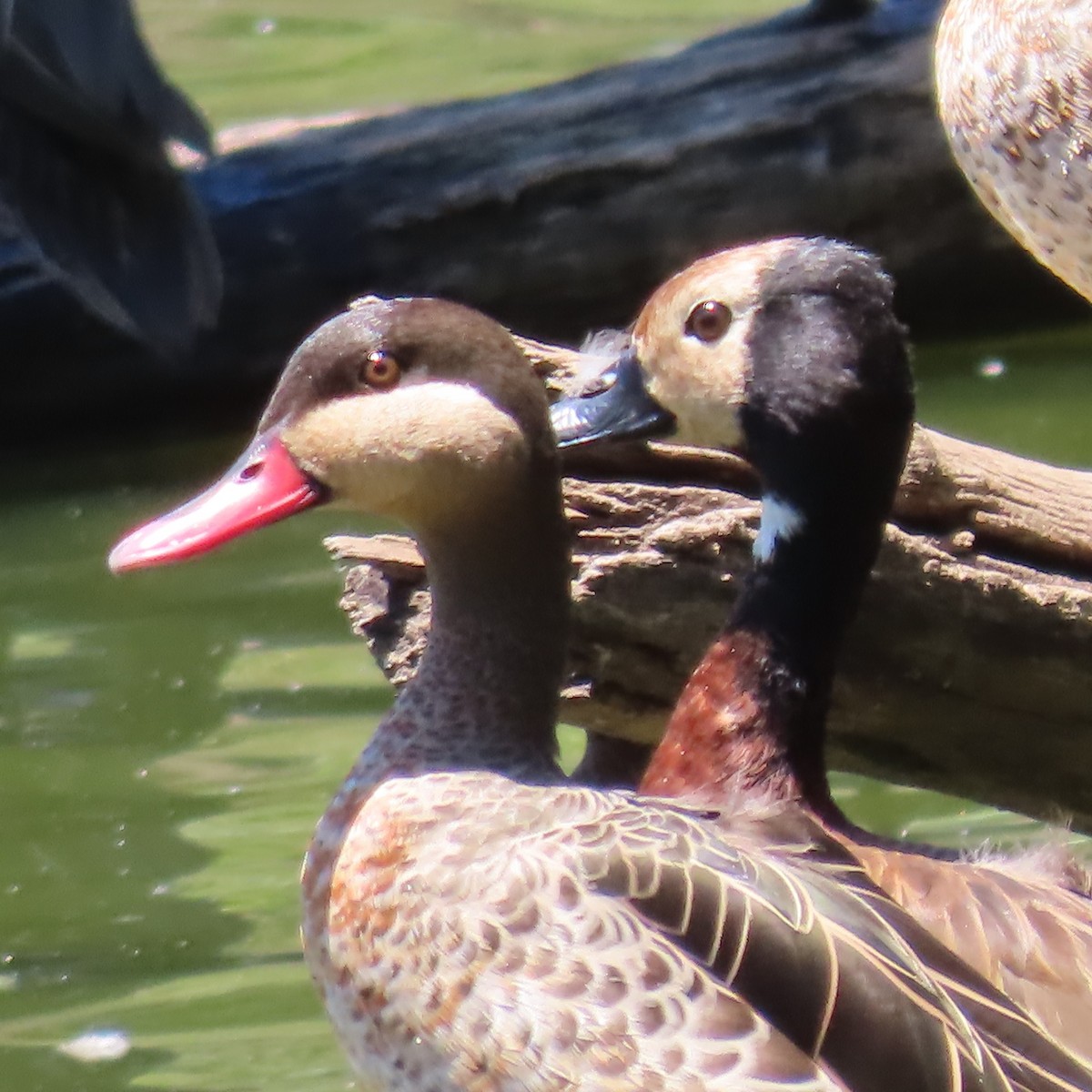 Ánade Piquirrojo - ML645034528