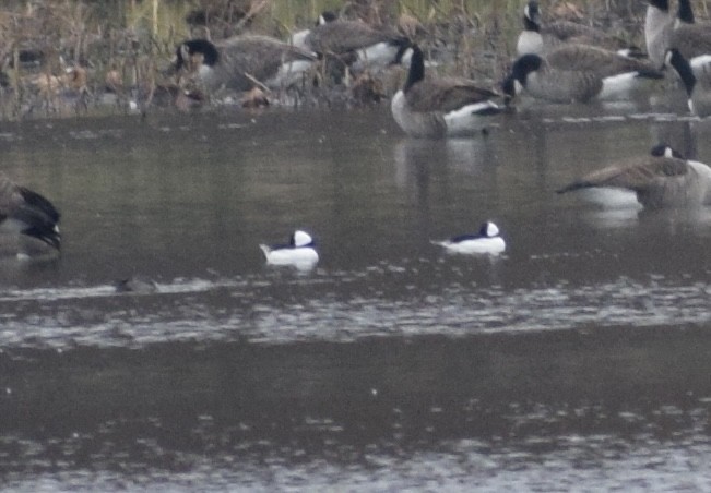 Bufflehead - ML645034529