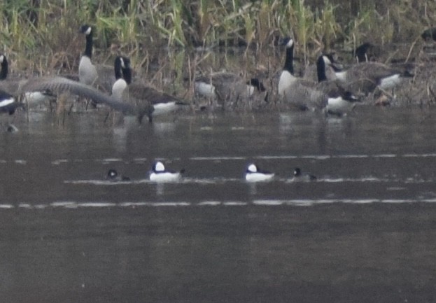 Bufflehead - ML645034530