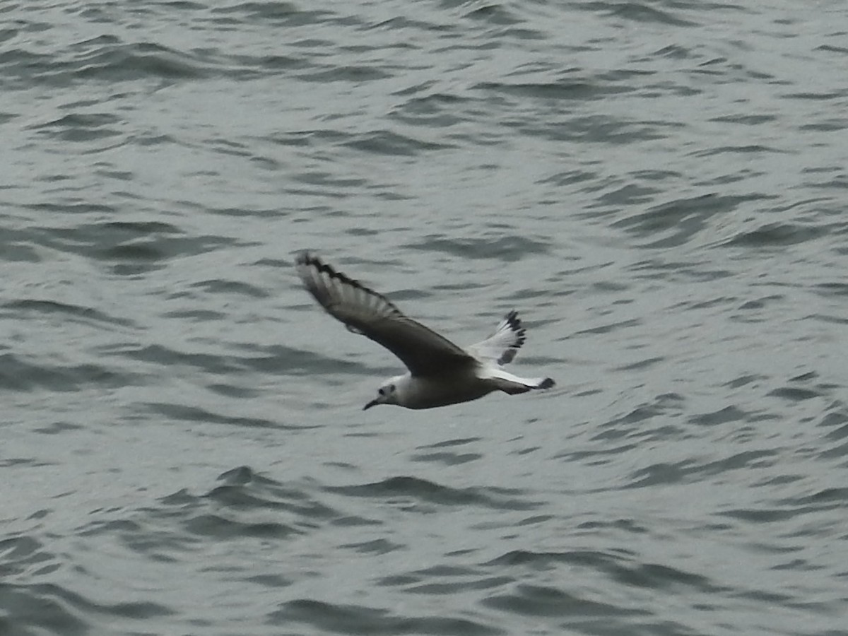 Mouette de Bonaparte - ML645034532