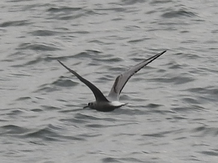 Mouette de Bonaparte - ML645034533