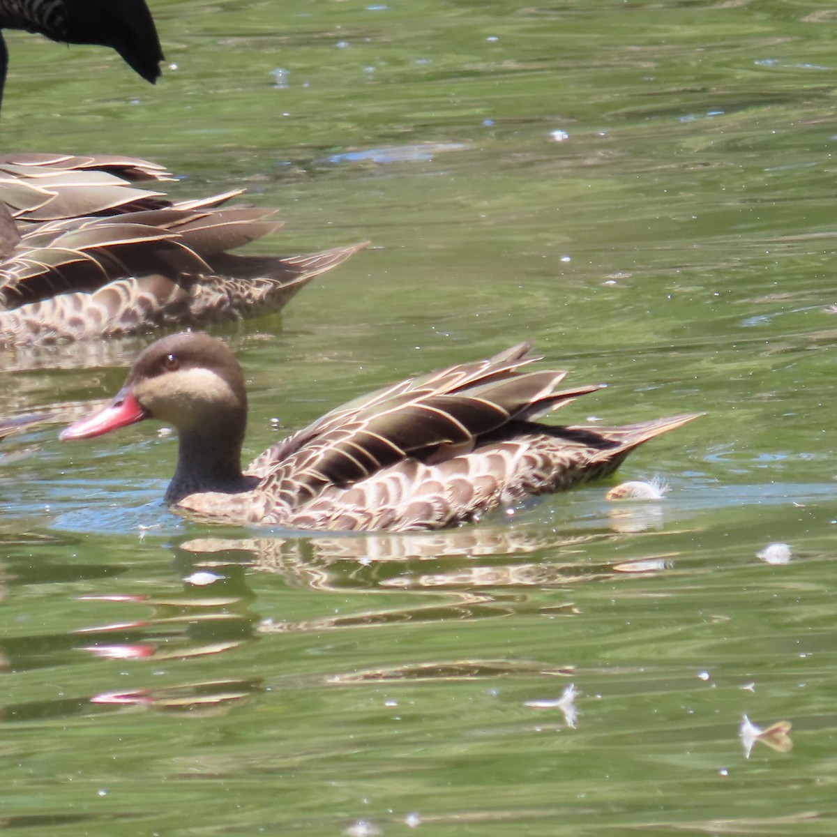 Ánade Piquirrojo - ML645034535