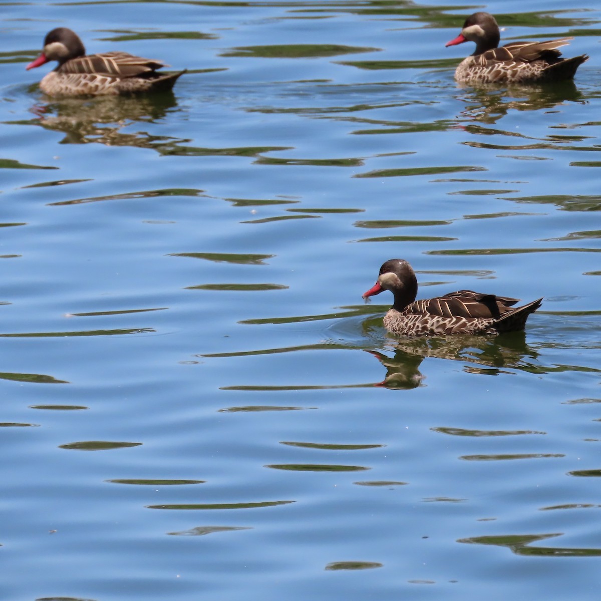 Ánade Piquirrojo - ML645034547