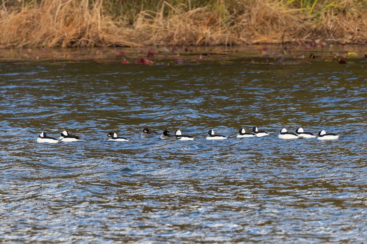 hohol bělavý - ML645034550