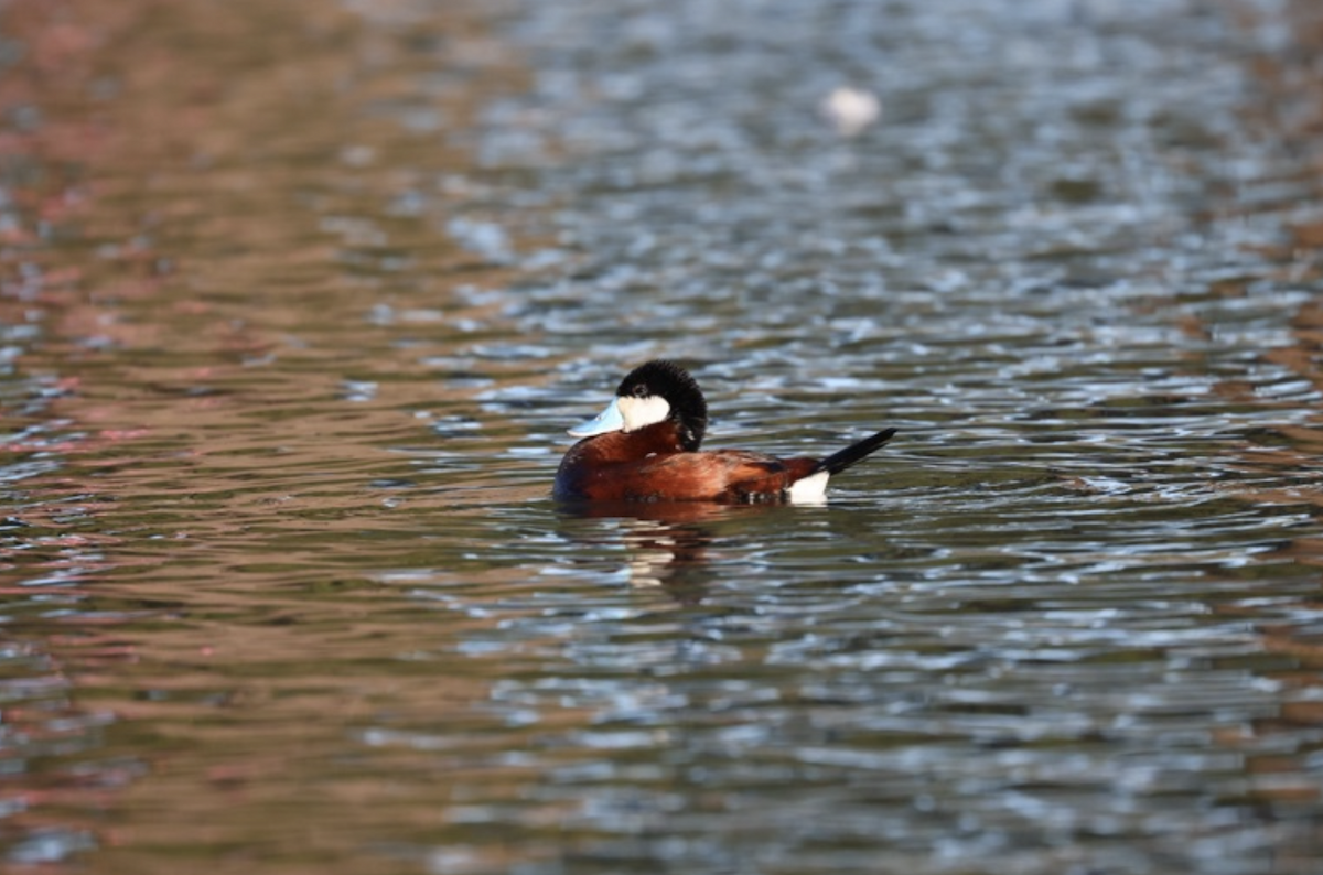 Schwarzkopf-Ruderente - ML645034551