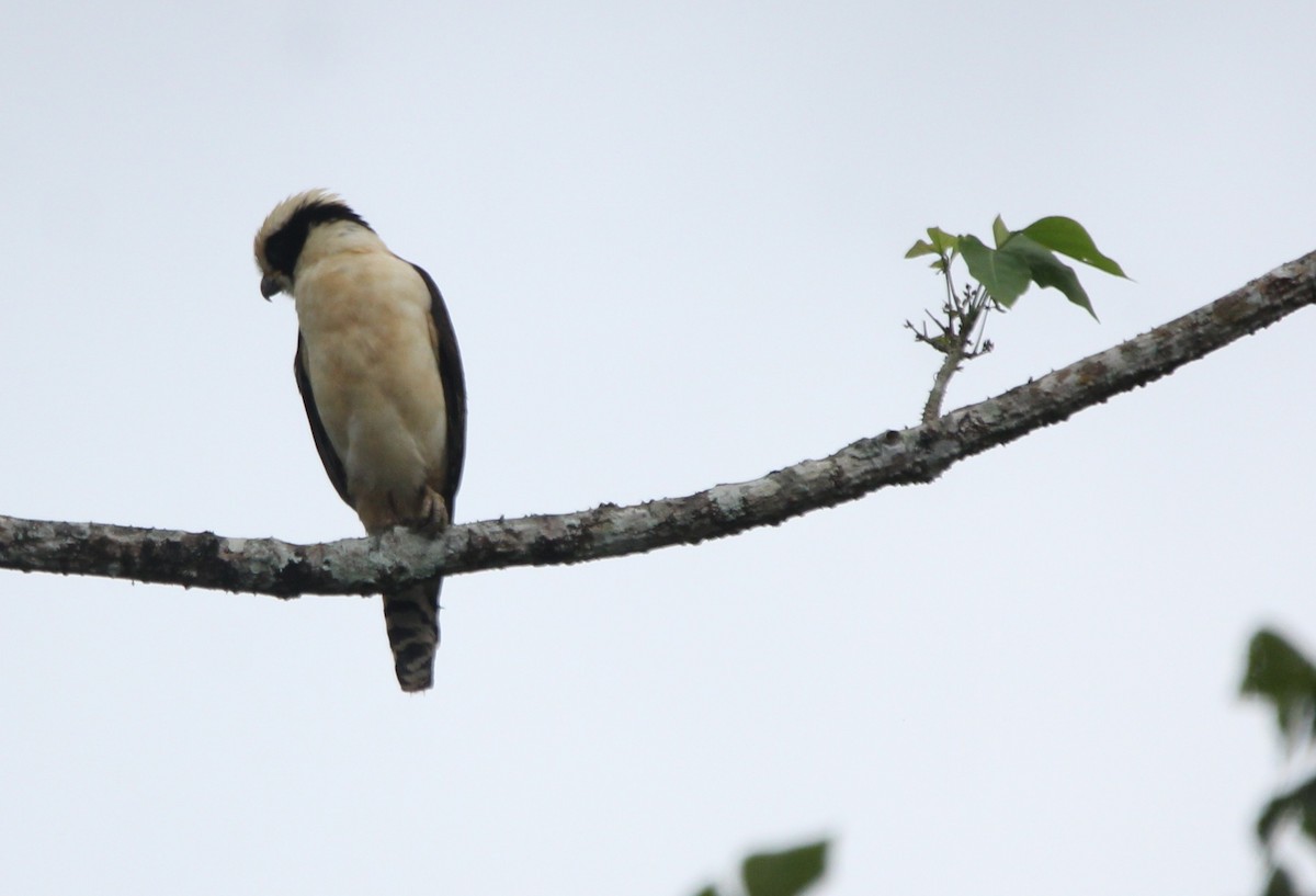 Laughing Falcon - ML645034573