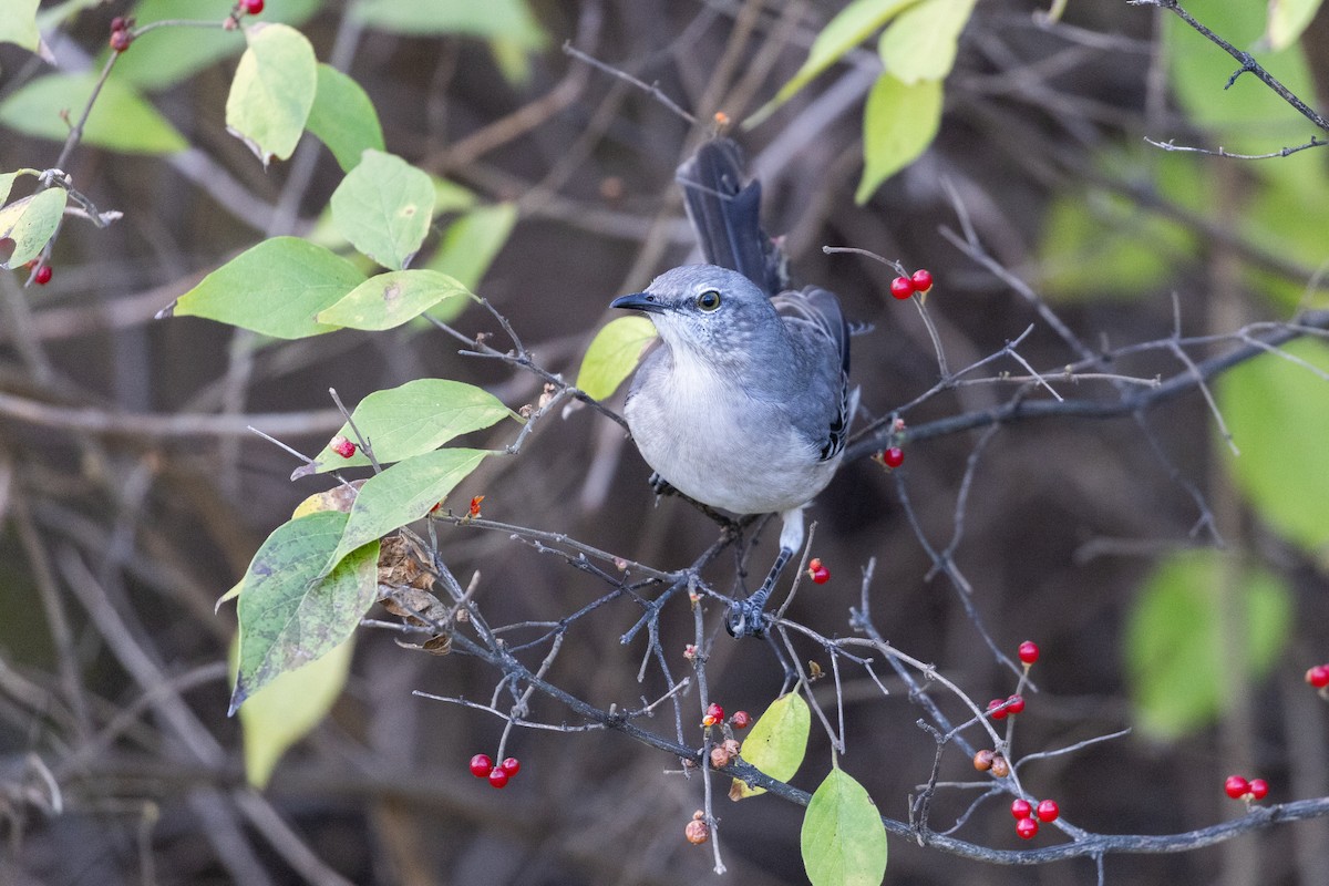 drozdec mnohohlasý - ML645034581