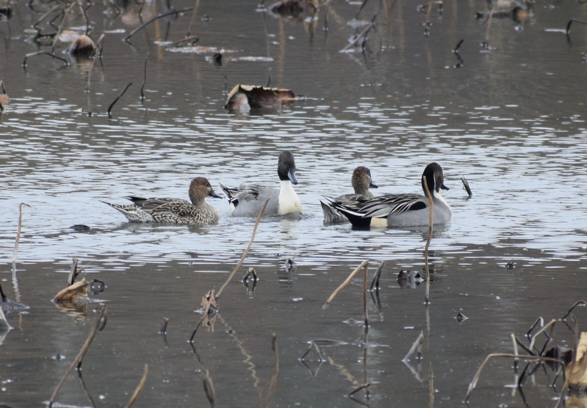 尖尾鴨 - ML645034585