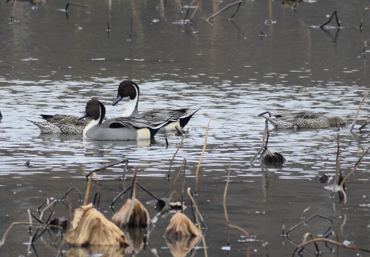 尖尾鴨 - ML645034586