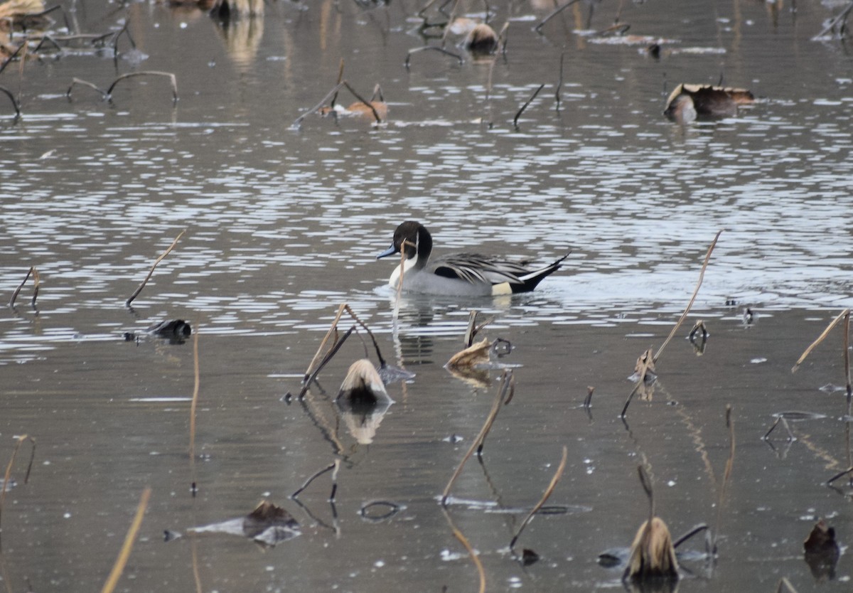 尖尾鴨 - ML645034587