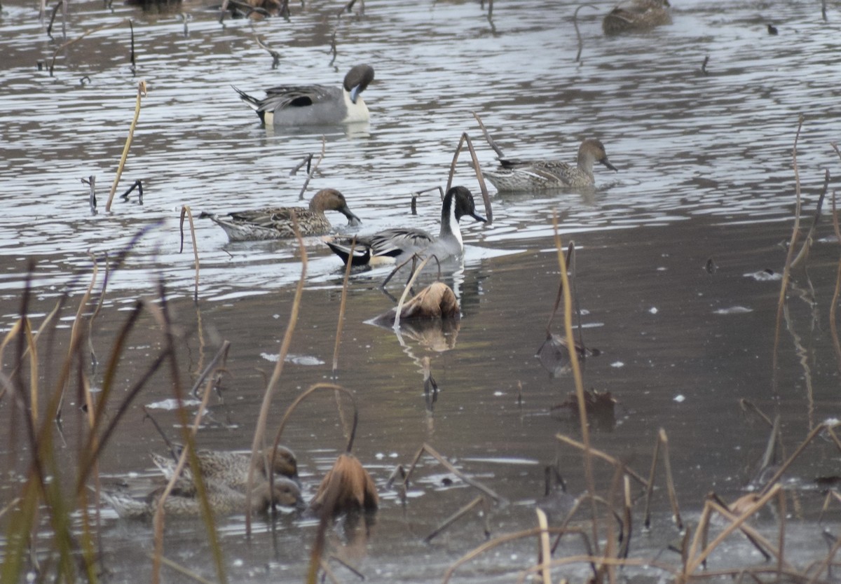 尖尾鴨 - ML645034588