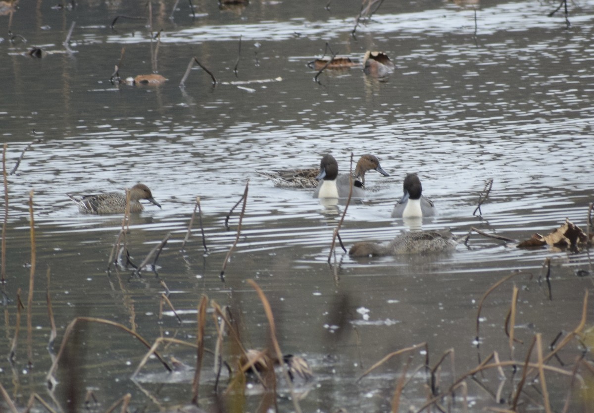 尖尾鴨 - ML645034589