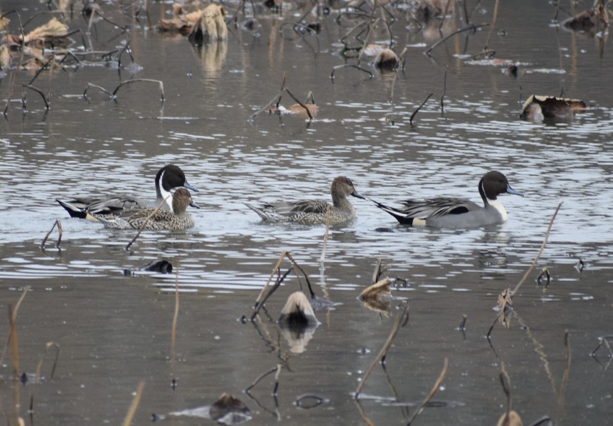 尖尾鴨 - ML645034590