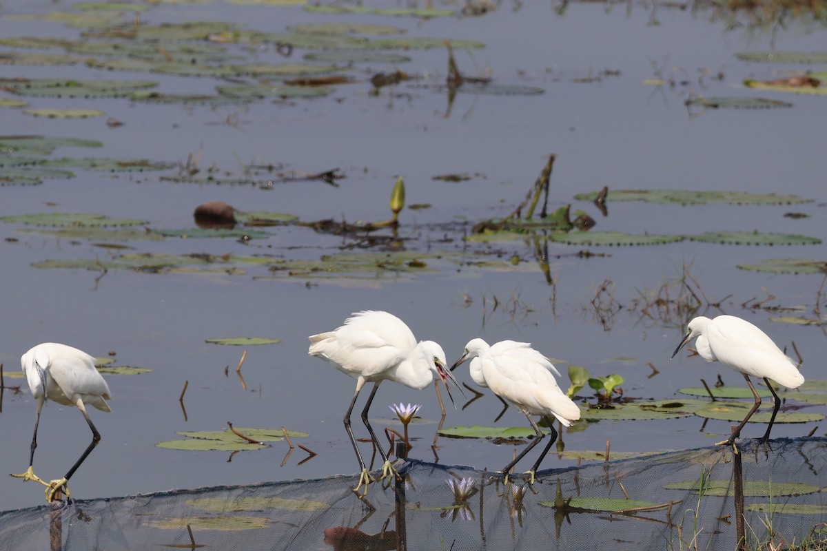 volavka stříbřitá - ML645034591