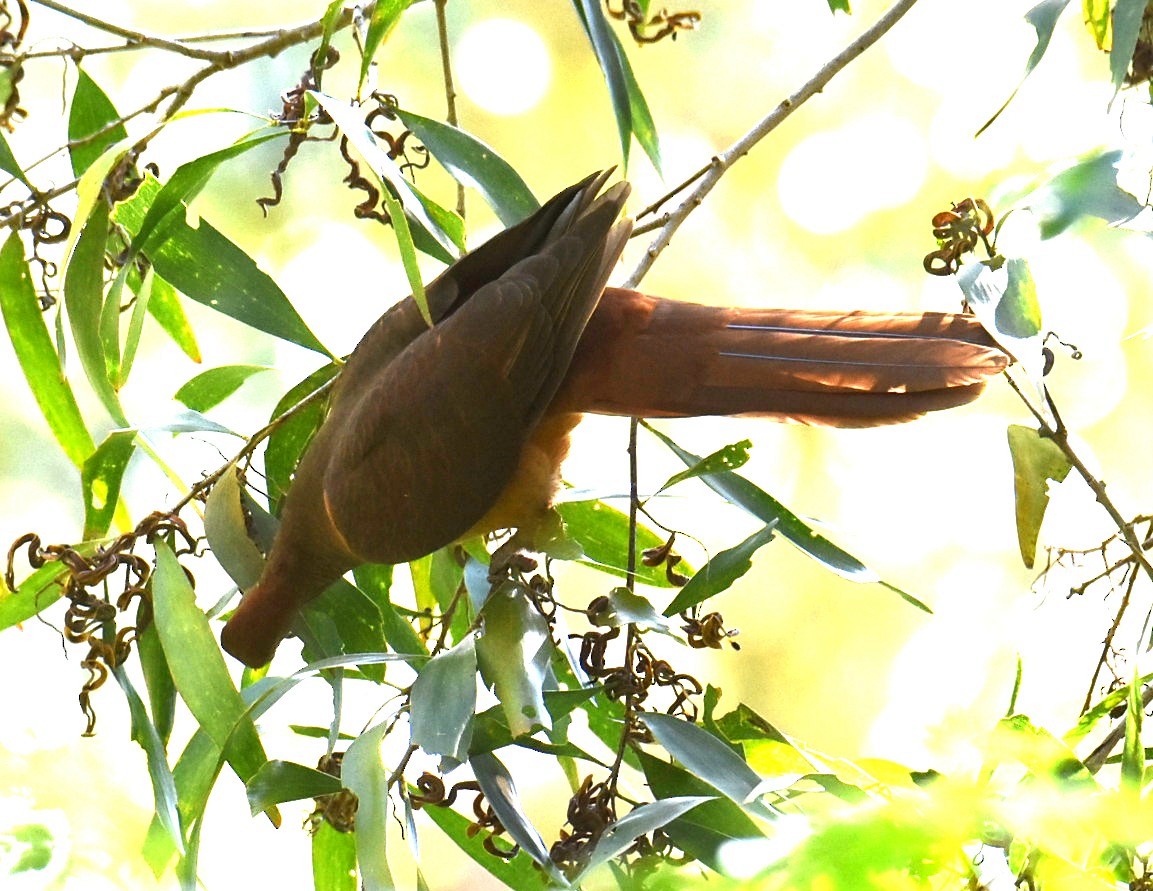 Maronentaube - ML645034595