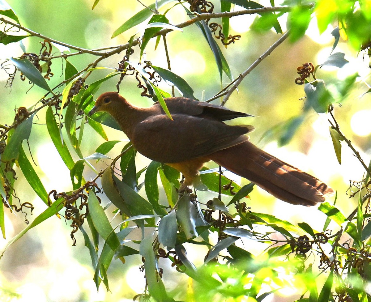 Maronentaube - ML645034598