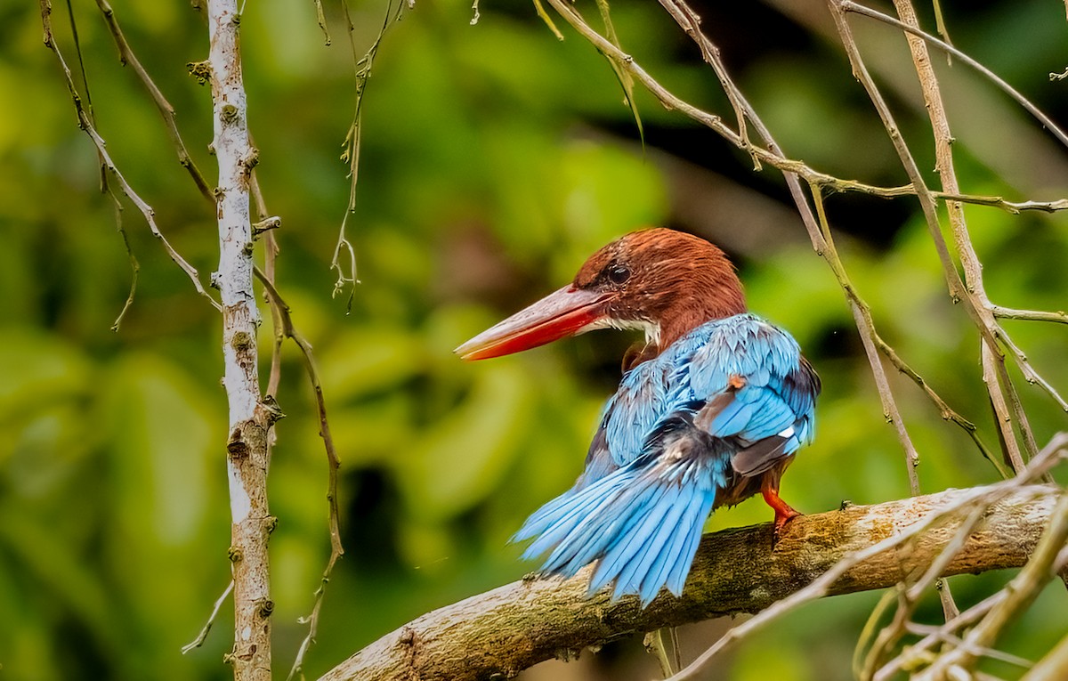 ledňáček hnědohlavý - ML645034599