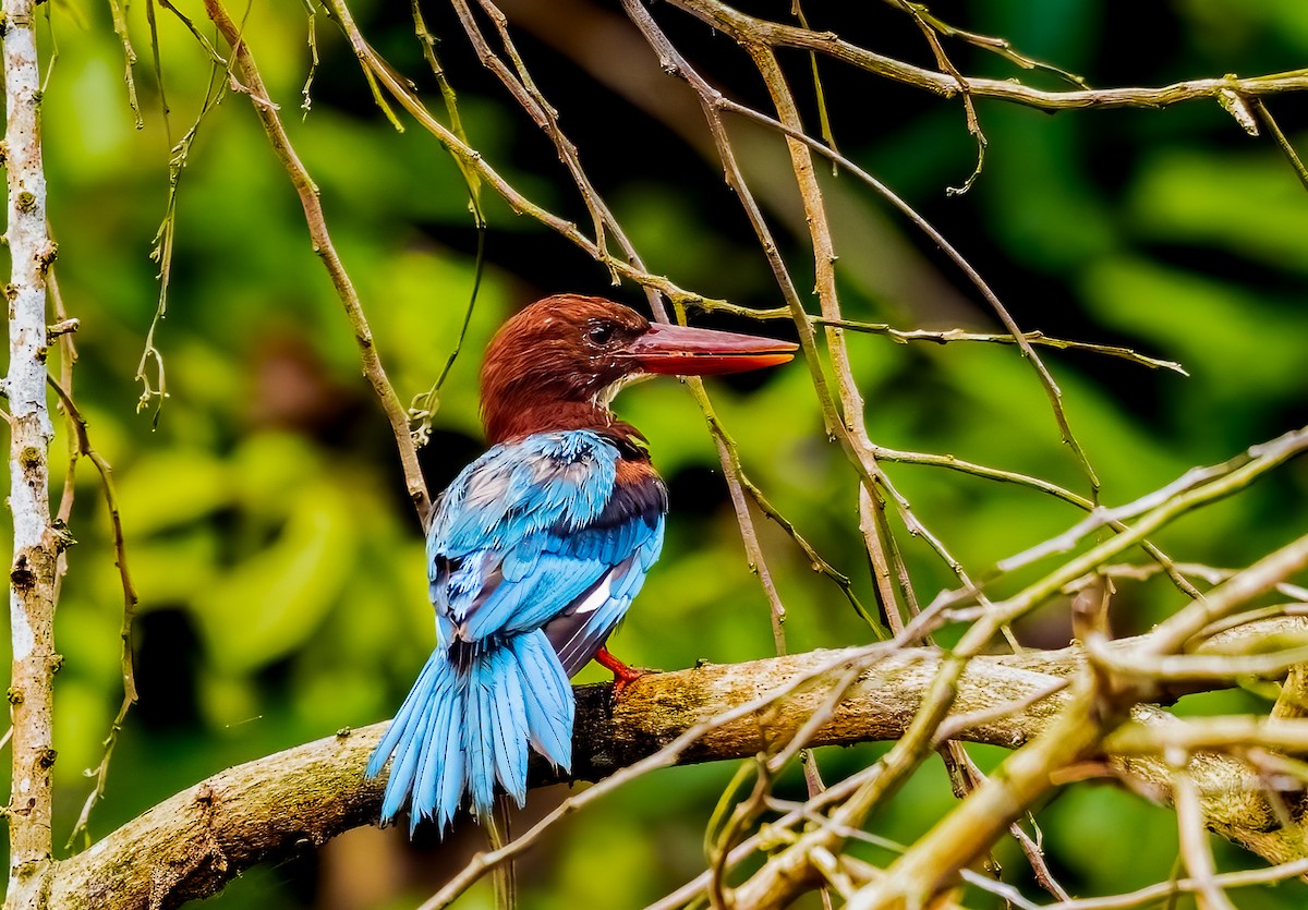 ledňáček hnědohlavý - ML645034601