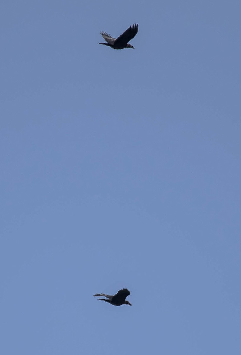 Cuervo Grande - ML645034603