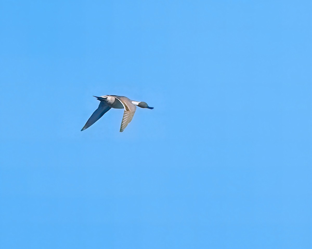 Northern Pintail - ML645034604