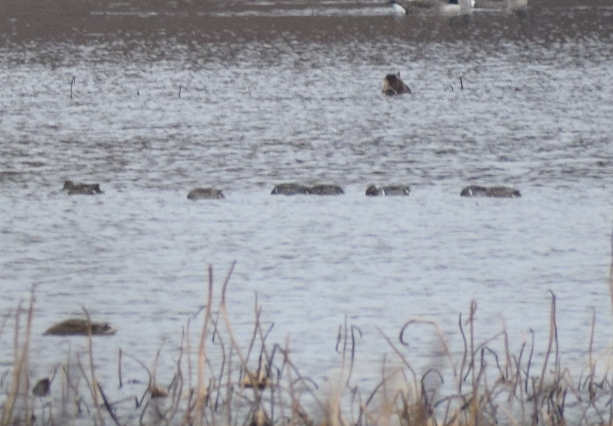 小水鴨 - ML645034608